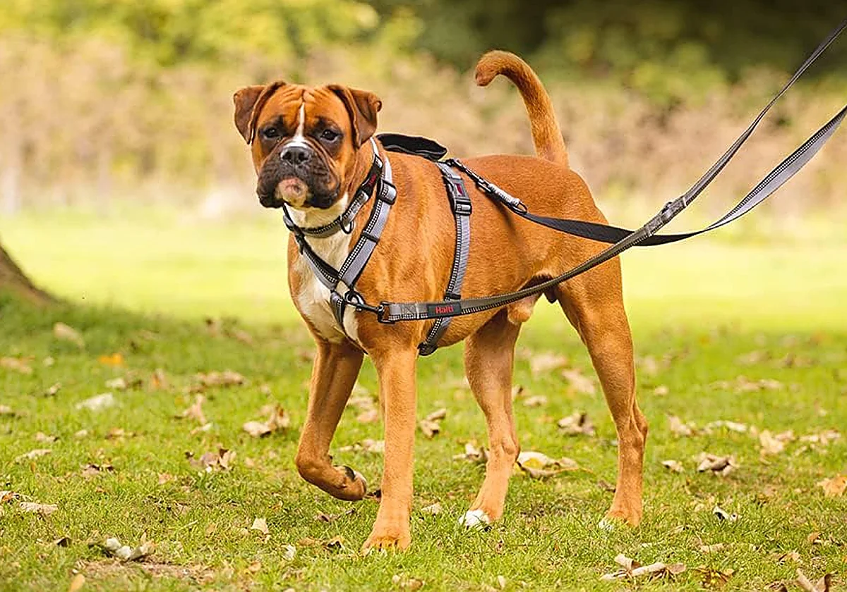 Estas correas antitirones para perros son perfectas adiaestramientos y paseos sin sobresaltos