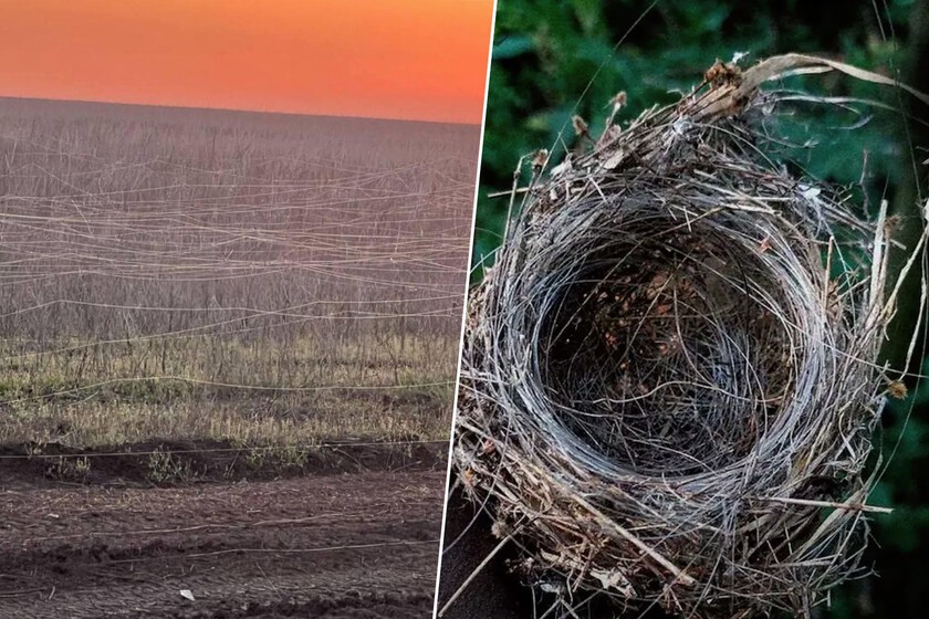 El terror de las guerras siempre fue pisar una mina. En Ucrania llevan tijeras, porque el pánico es más fino: una telaraña