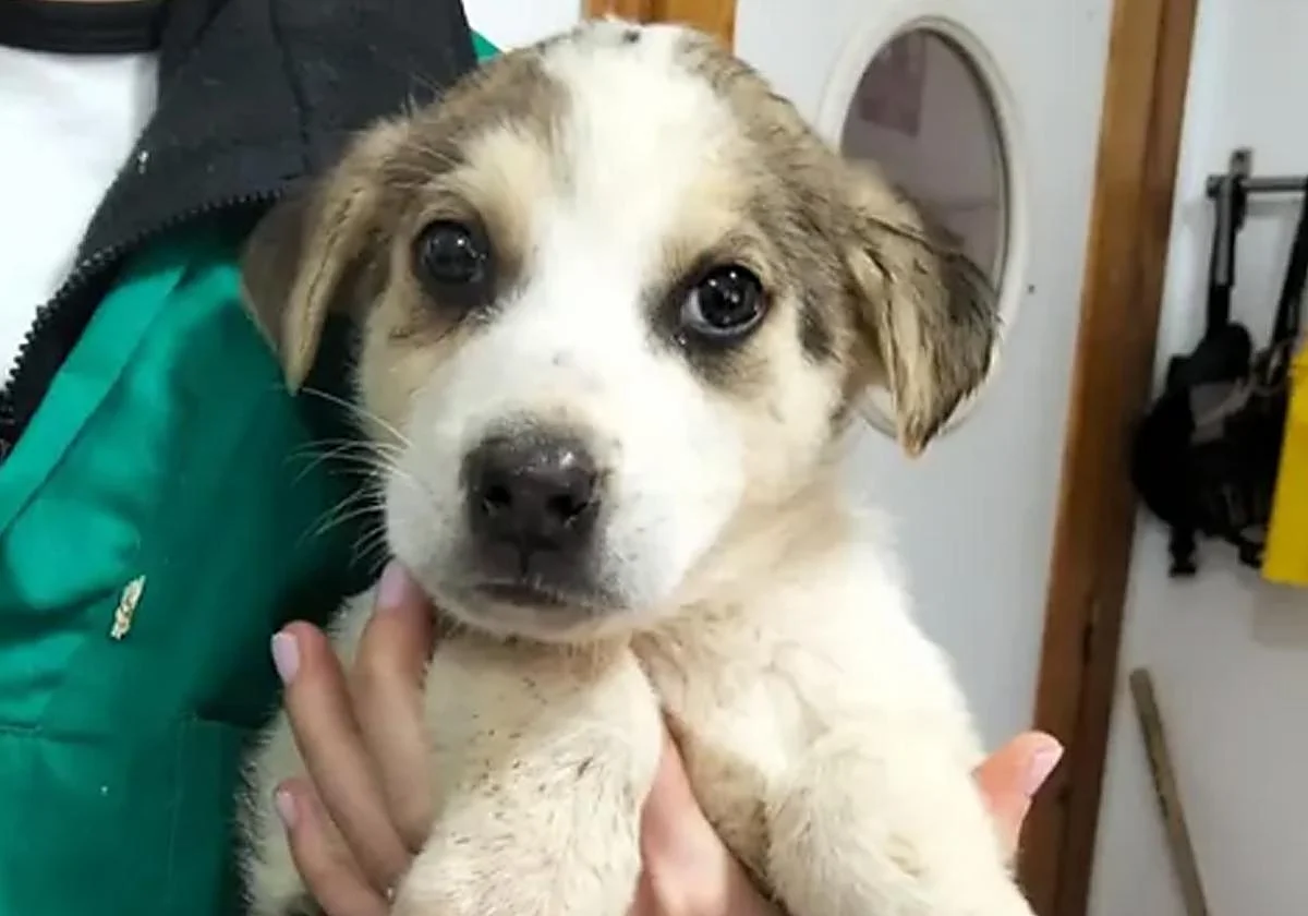 11 Spanish Mastiff puppies looking for 'furever' homes in Almeria