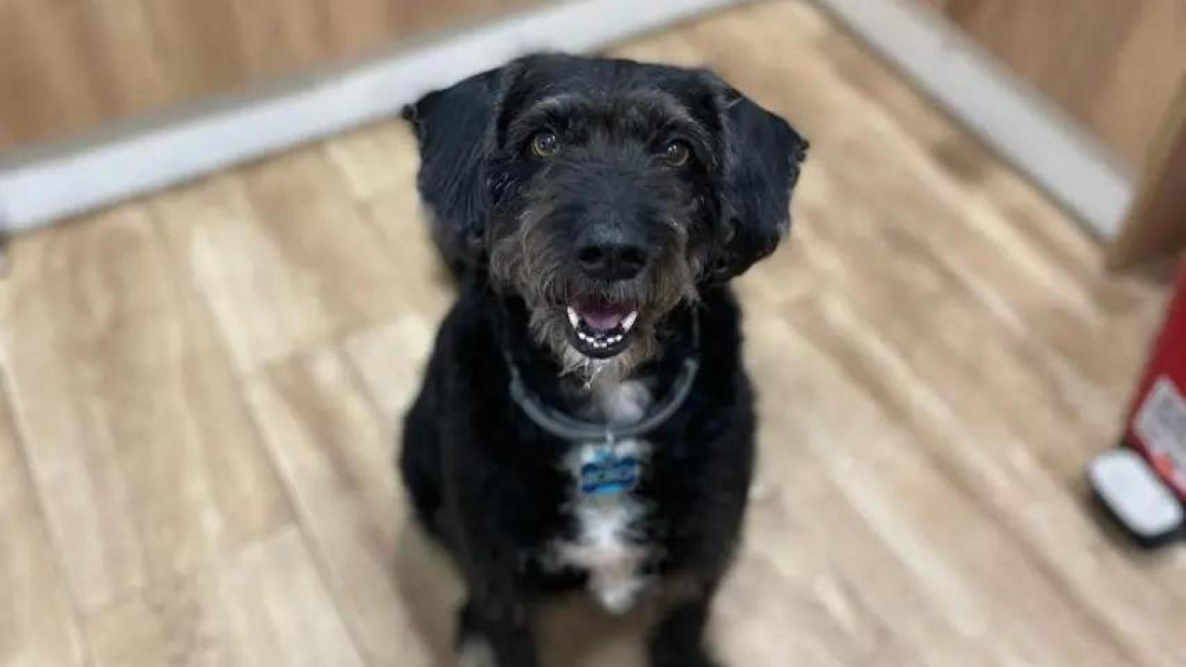 Localizan con vida a Boro, el perro que llevaba días desaparecido después del accidente de tren en Adamuz