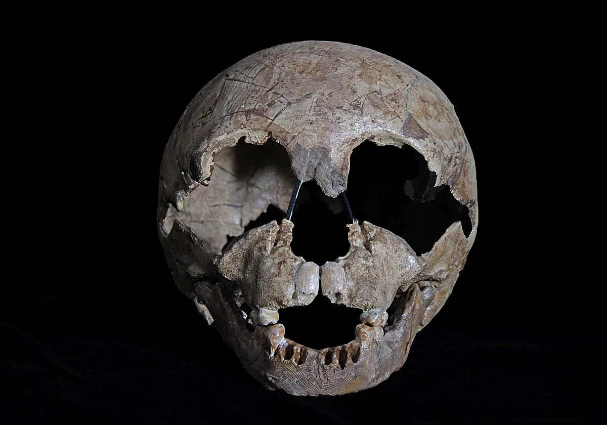 Gibraltar National Museum to celebrate century since discovery of Neanderthal child's skull