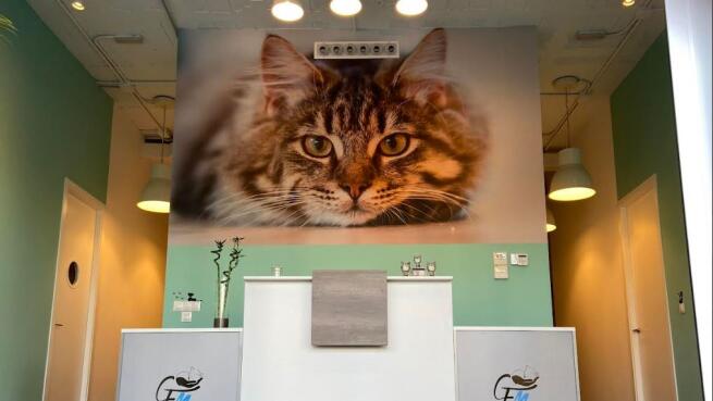 Consulta para tu felino por solo 22 euros en Clínica Malagat