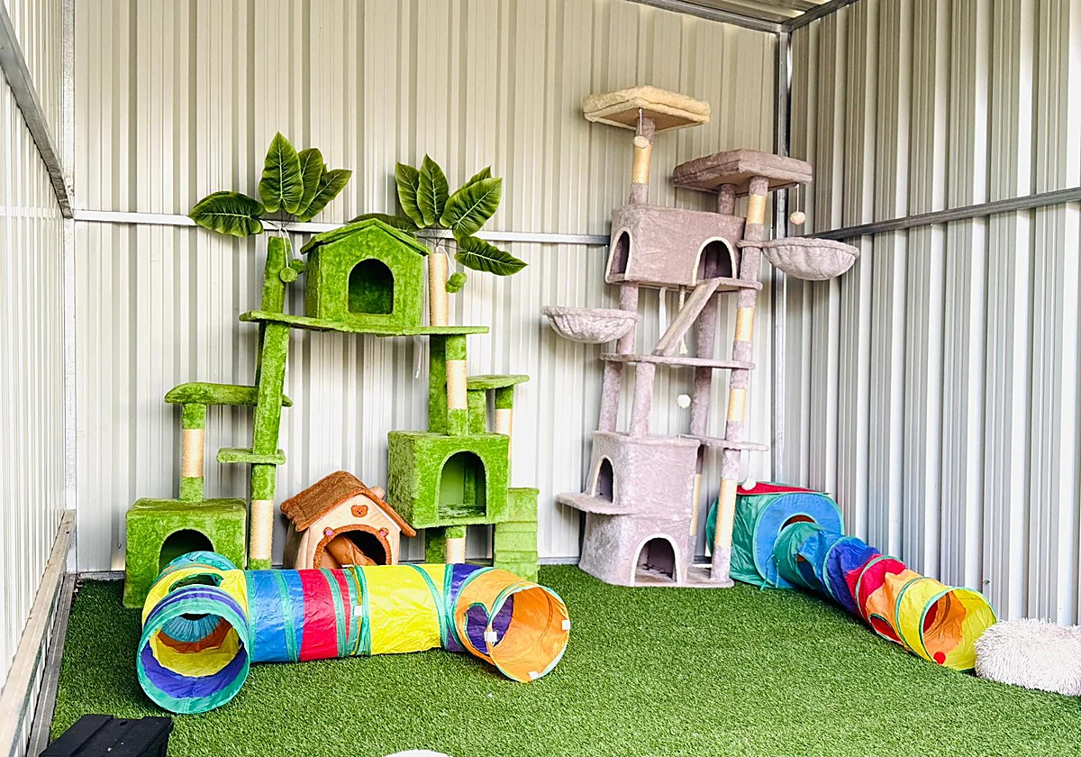 Rincón de la Victoria renueva el albergue de gatos del Centro de Protección Animal