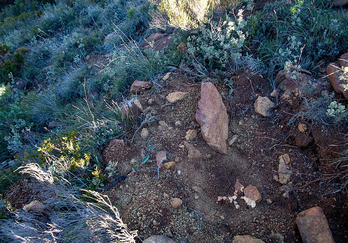Investigation opened regarding the removal of protected flora in Sierra Bermeja