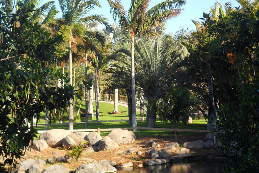 Tenerife vive estos días un fenómeno que solo se da cada 60 años: la "floración de la muerte" de las palmeras de Ceilán