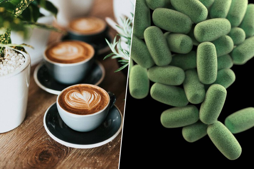 Tomar café por las mañanas tiene consecuencias muy positivas para alguien inesperado en tu cuerpo: la microbiota