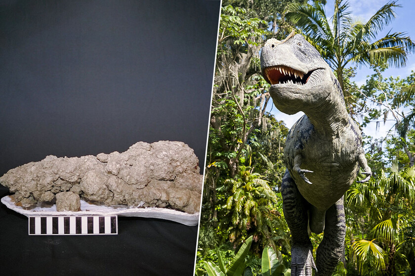 En el siglo XIX descubrieron la forma más insólita de hacerse millonarios: buscando heces de dinosaurio