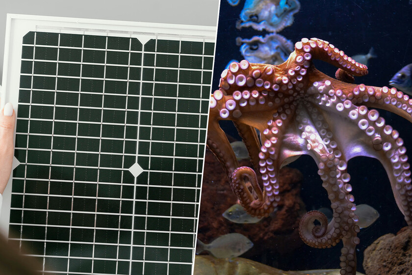 La perovskita llevaba años fallando por dentro. La solución estaba en los pulpos