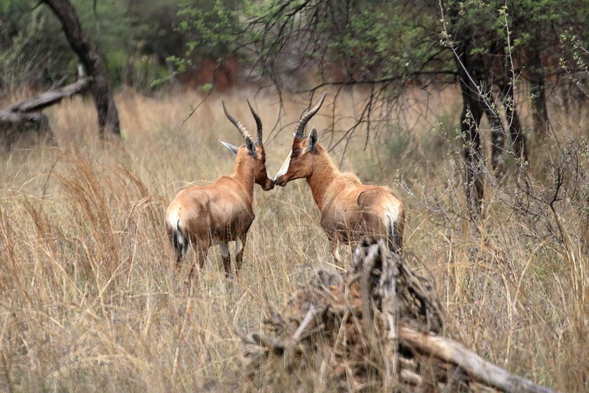 No se están dando un besito, se están escaneando: la compleja ciencia detrás del contacto nariz con nariz en el reino animal