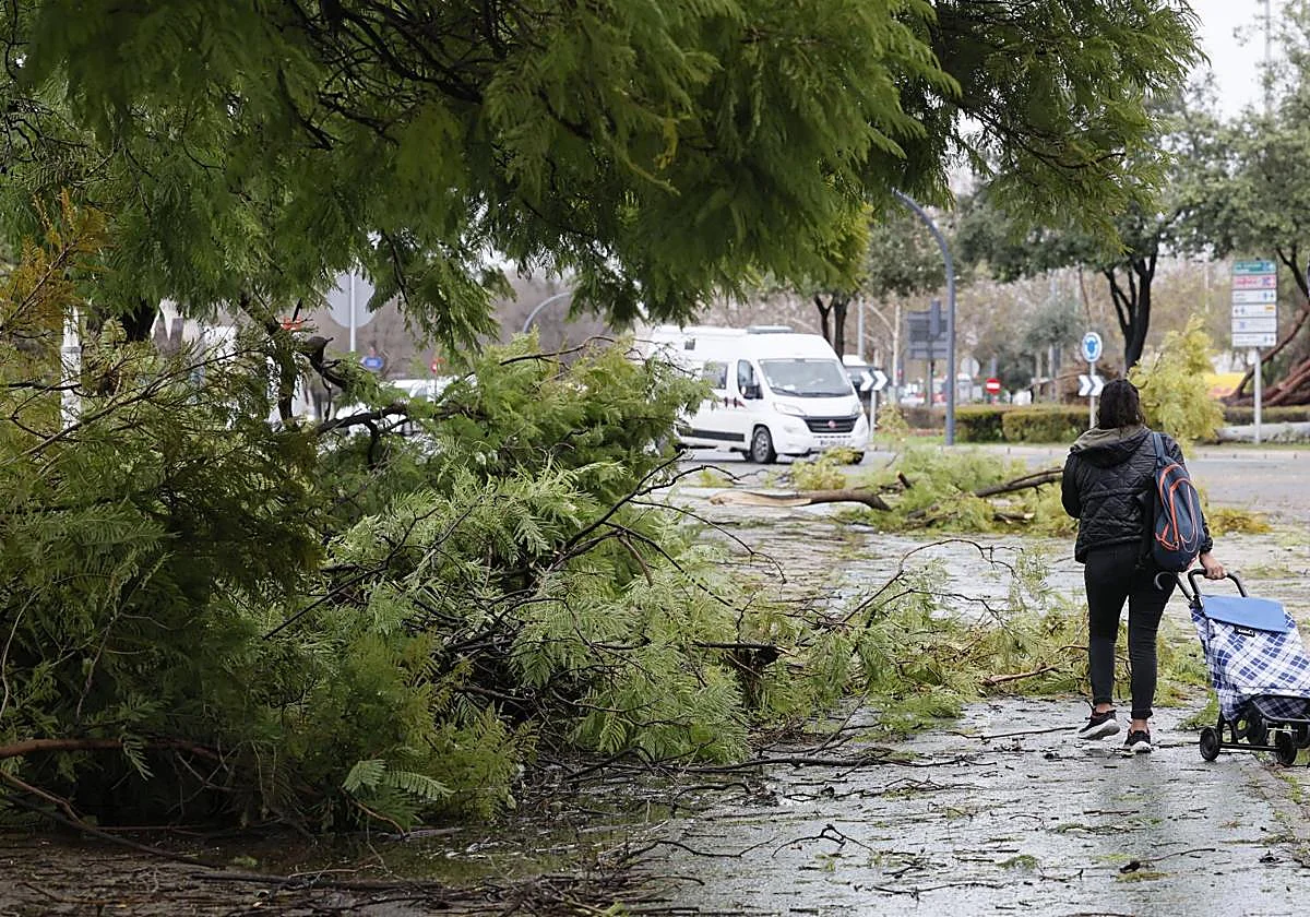 Cinco personas heridas por desprendimientos por fuertes rachas de viento en Sevilla