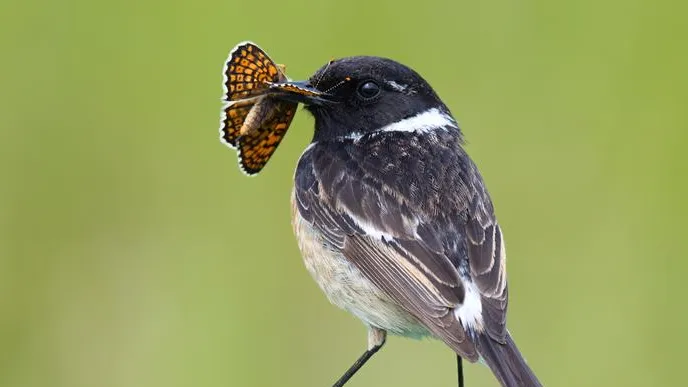 Camuflaje o colores estridentes: qué táctica animal es mejor para no ser devorado