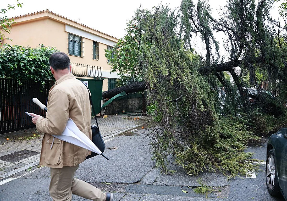 Más de 350 avisos de emergencia en toda Andalucía por el viento