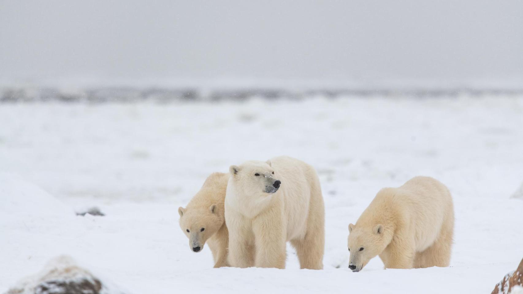 La paradoja de los osos polares noruegos: más gordos y sanos a pesar del deshielo del Ártico