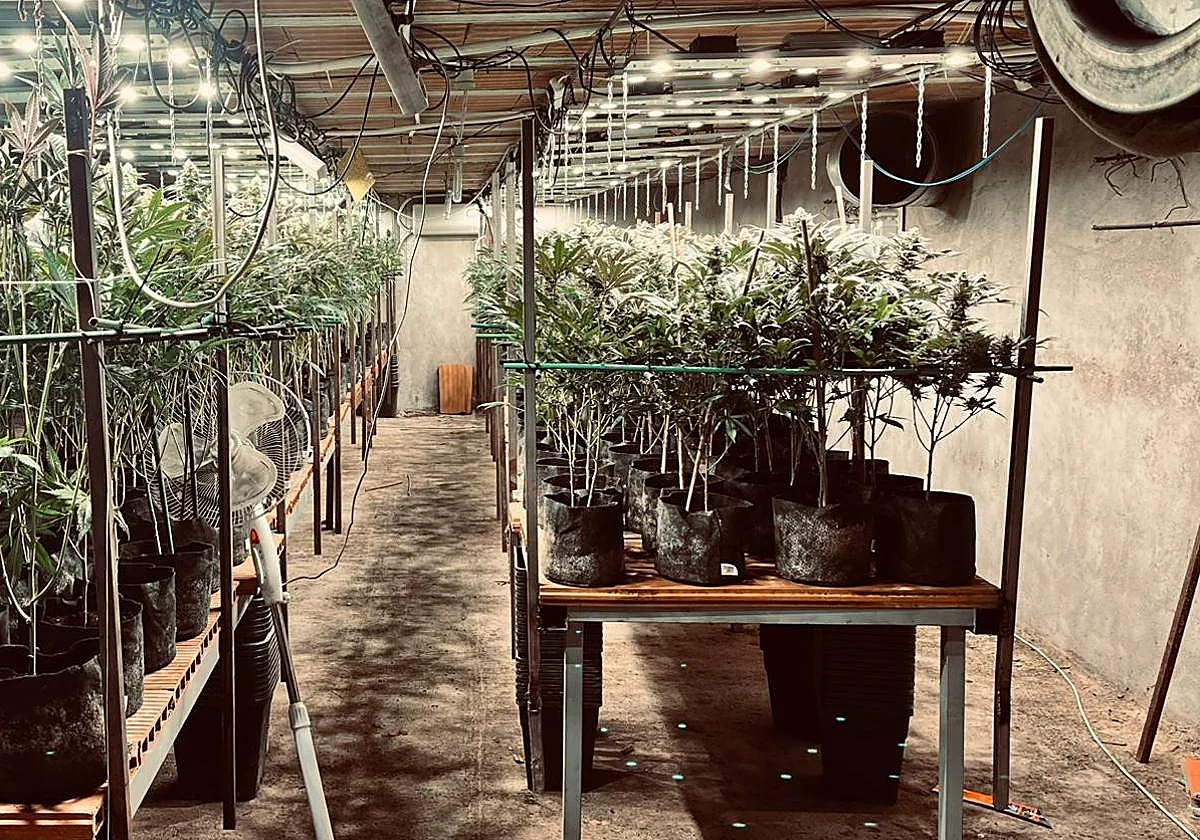 Marihuana bajo pollos