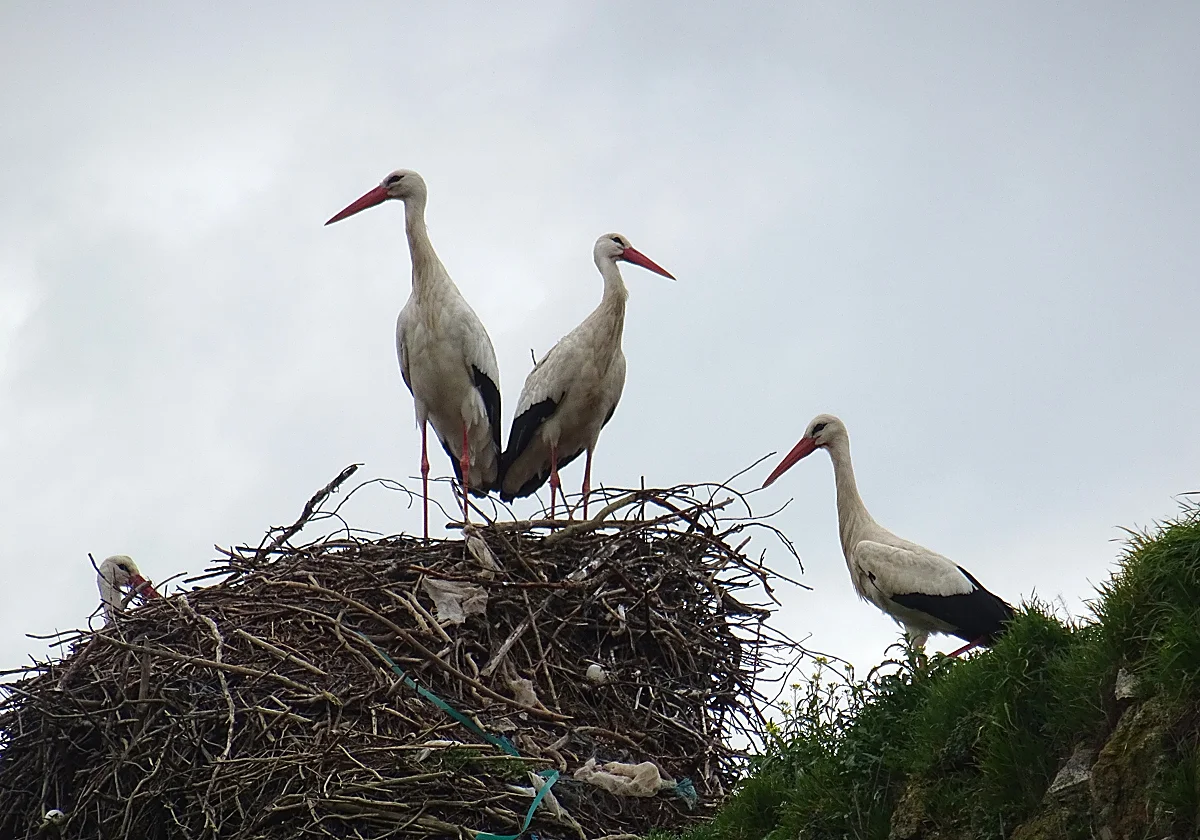 Un San Blas con menos cigüeñas