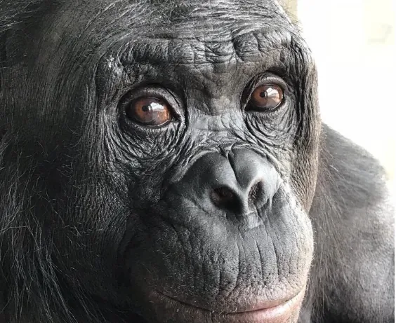 La imaginación y la fantasía no son exclusivas de las personas: lo que nos enseñó el bonobo Kanzi