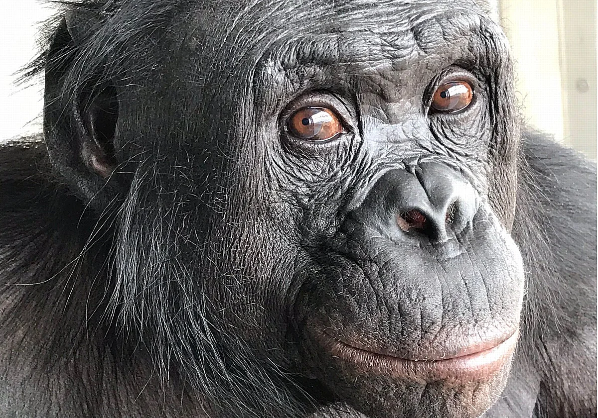 Un simio que juega con tazas de té fascina a los científicos por su imaginación