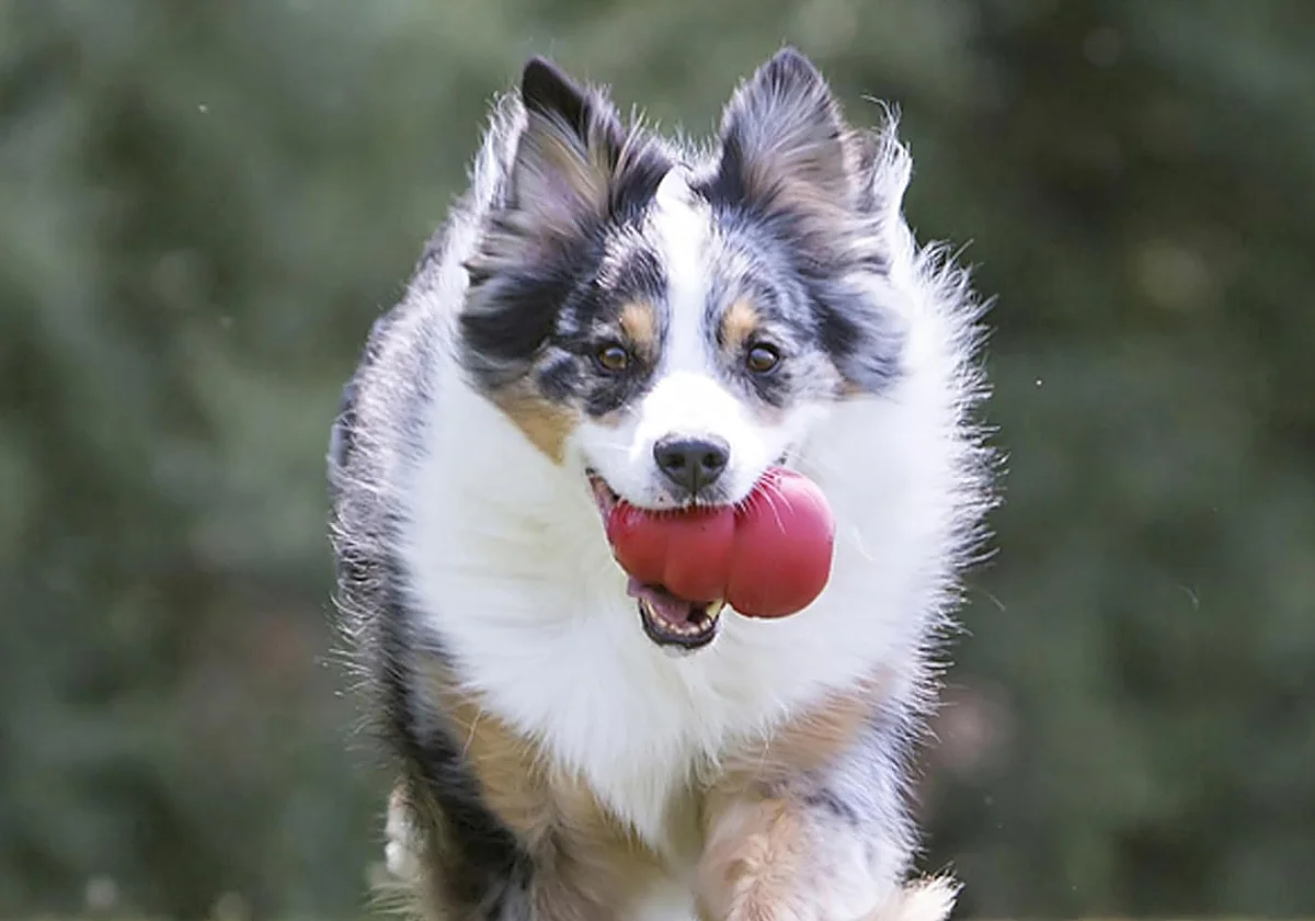 ¿Buscas un juguete indestructible para tu perro? Este mordedor para perros pequeños lo resiste todo