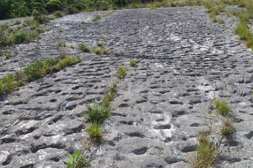 Unos escaladores vieron algo extraño en una pared: la huella de una estampida de tortugas de hace 80 millones años