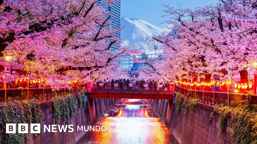Cancelan un famoso festival de los cerezos de Japón ante el mal comportamiento de los turistas