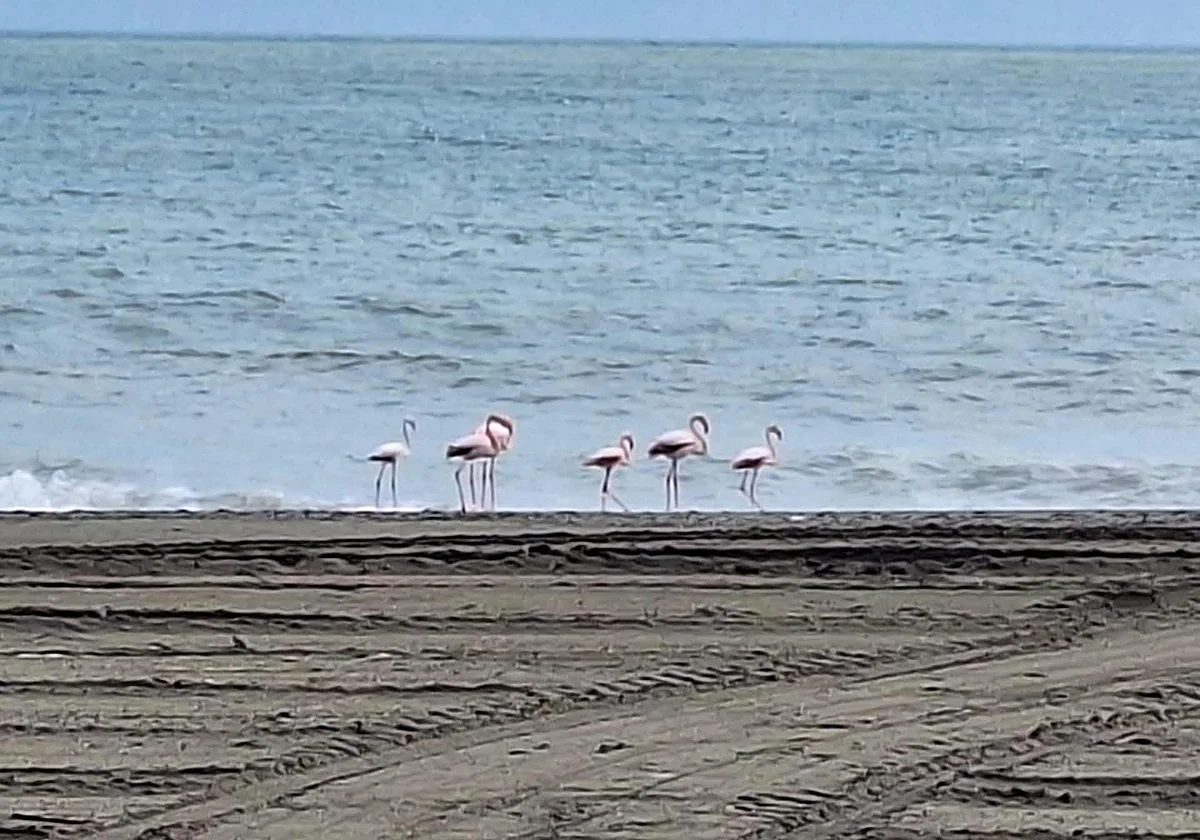 Grupos de flamencos rojos se pueden ver estos días en la playa de Estepona