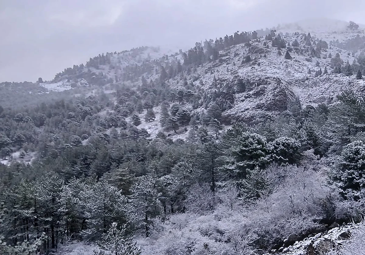La nevada del 24 de enero reabre el debate por el colapso de accesos en la Sierra de las Nieves