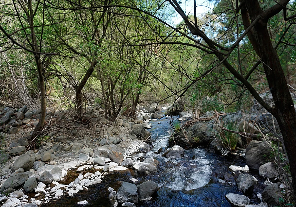Málaga suma tres nuevas especies de insectos acuáticos gracias a un estudio en Sierra Bermeja