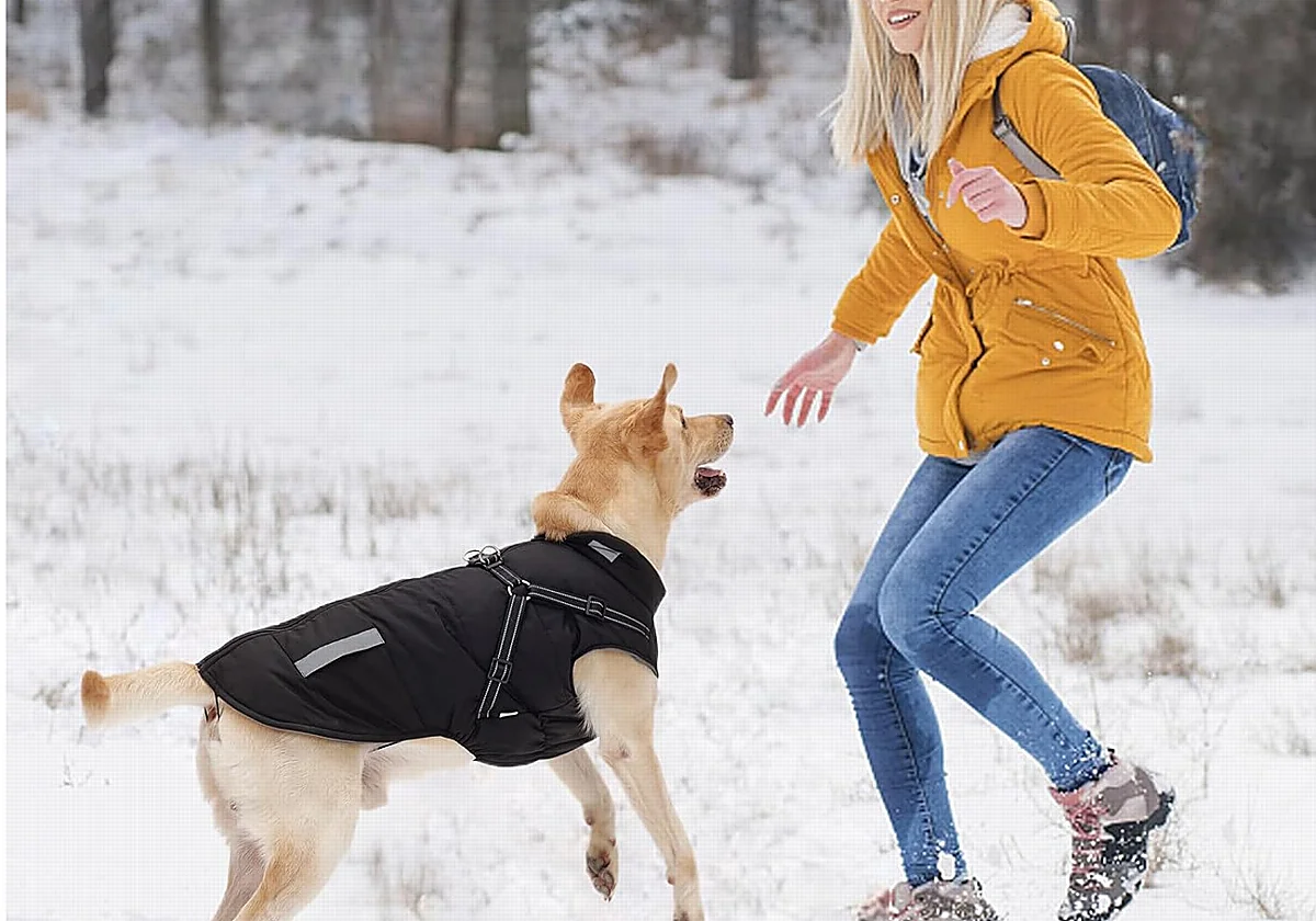 ¡A tu perro tampoco le gusta mojarse! Hazte con estos impermeables para pasear con él bajo la lluvia