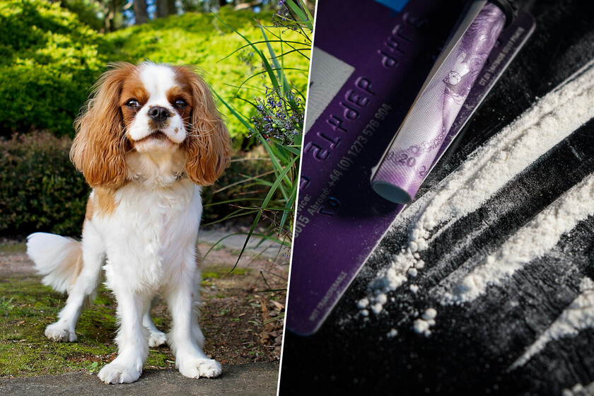 Si tienes perro en Madrid es probable que se esté drogando sin querer. El motivo: las cacas humanas de los parques