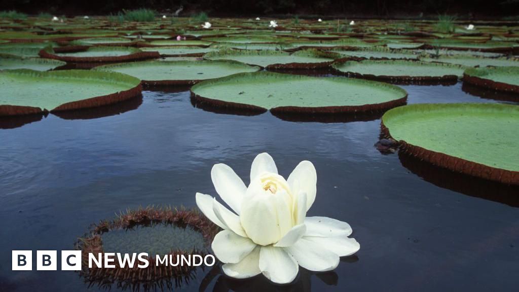Victoria regia, la asombrosa planta sudamericana que transformó la arquitectura mundial (y sigue inspirando revoluciones)