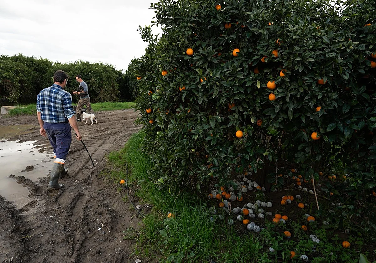 La cara y la cruz del temporal en el campo: acuíferos recargados y daños en cultivos e infraestructuras