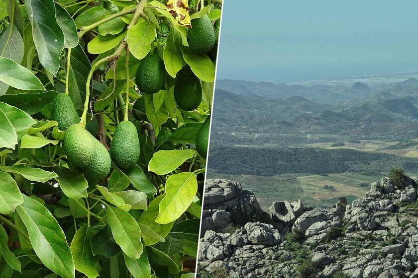 La "fiebre del oro verde" se está comiendo la costa de Málaga y Granada: pozos, sequía y la cara oculta del aguacate