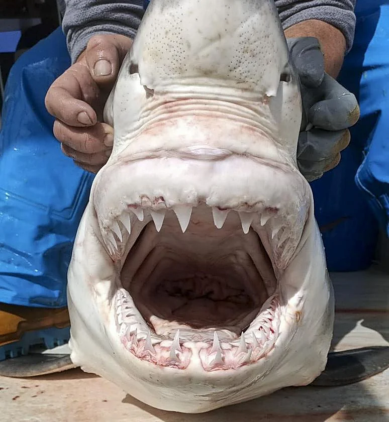 El Instituto Oceanográfico confirma un nuevo registro de tiburón blanco en el Mediterráneo