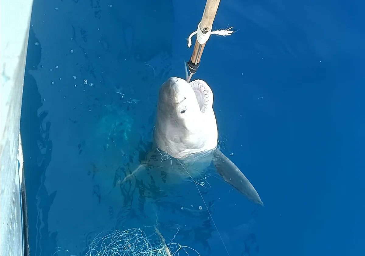 ¿Hay tiburones blancos en Málaga?