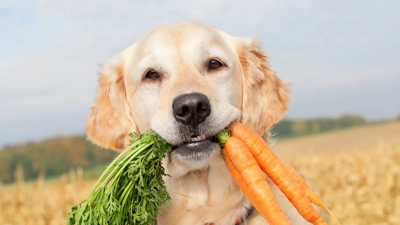 Las dietas veganas para perros y gatos son una oportunidad ignorada para combatir el cambio climático