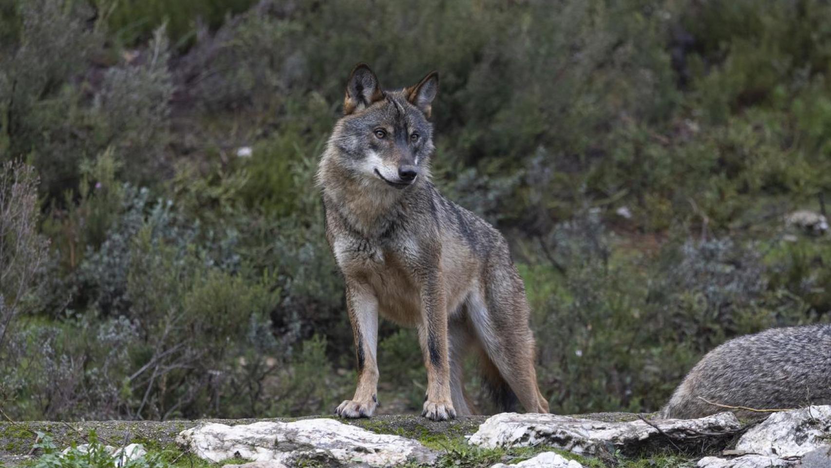 El lobo, la pieza clave en España para controlar la peste porcina africana: "Saben qué jabalíes están enfermos y los cazan"