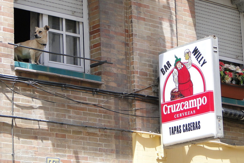 Mucho criticar a Cruzcampo en media España, pero es de las poquitas cerveceras que están creciendo ahora mismo