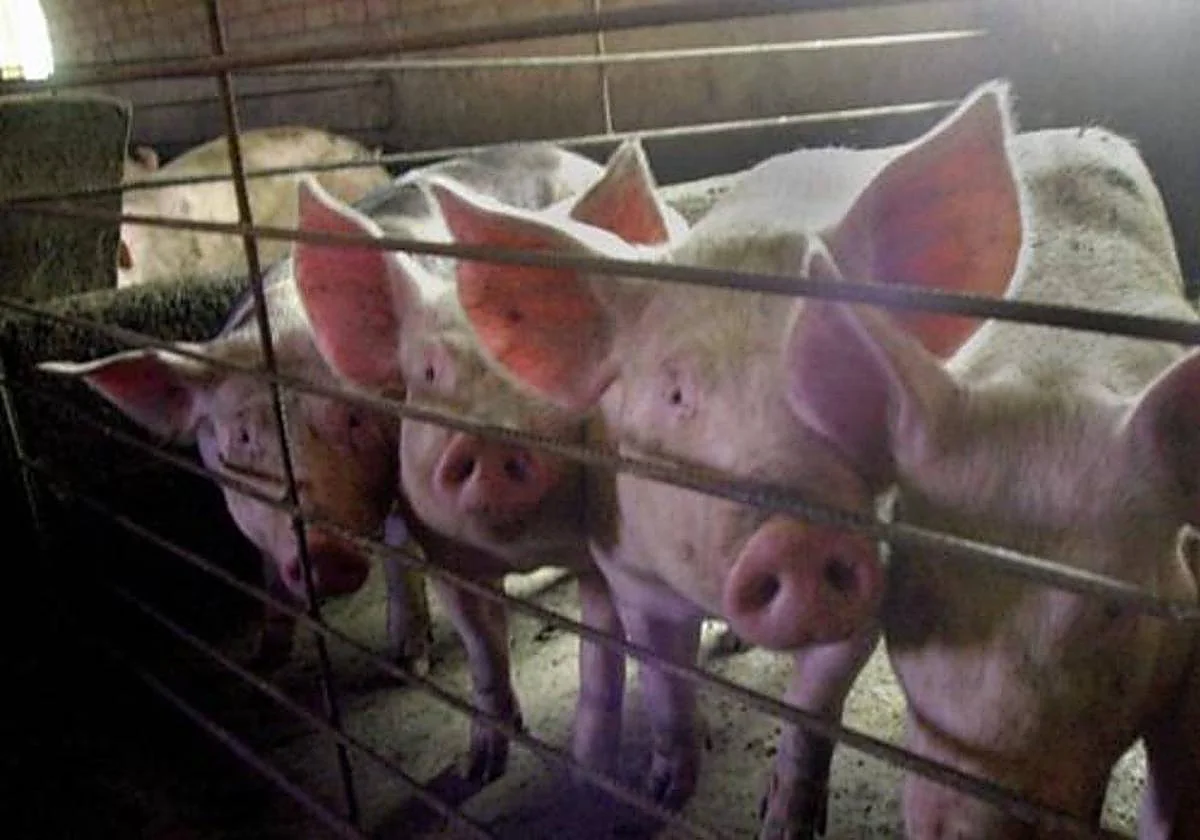 Malaga pig theft bust: three arrested for stealing hundreds of animals and machinery from livestock farms