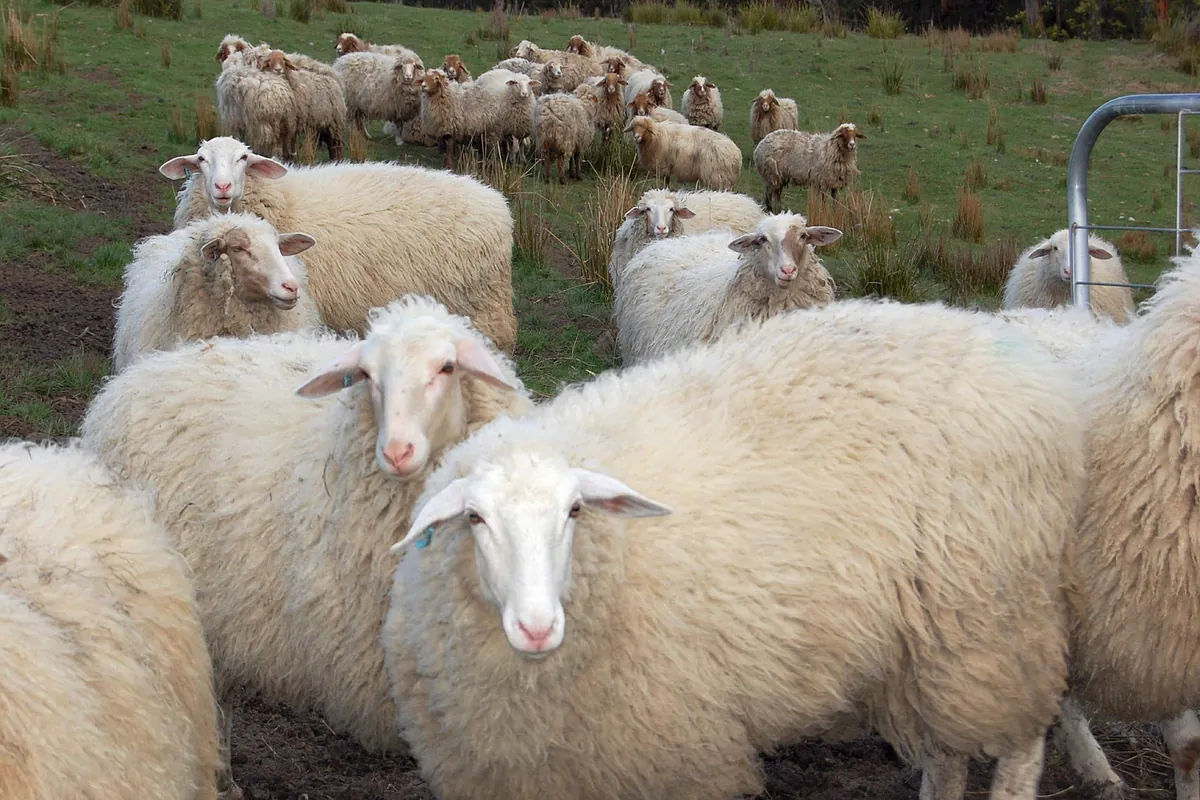 Australia cuenta ovejas con IA para que los ganaderos puedan dormir tranquilos