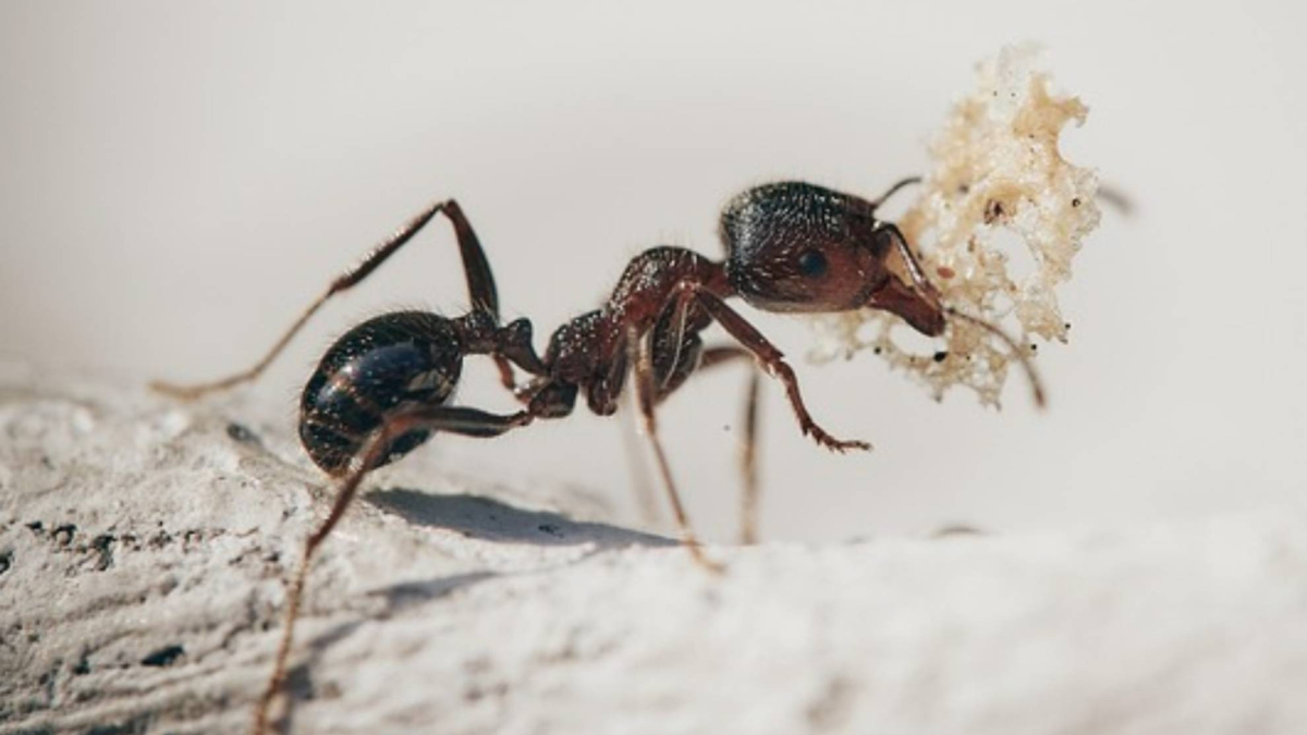Científicos advierten del letal peligro de las hormigas españolas<br>
