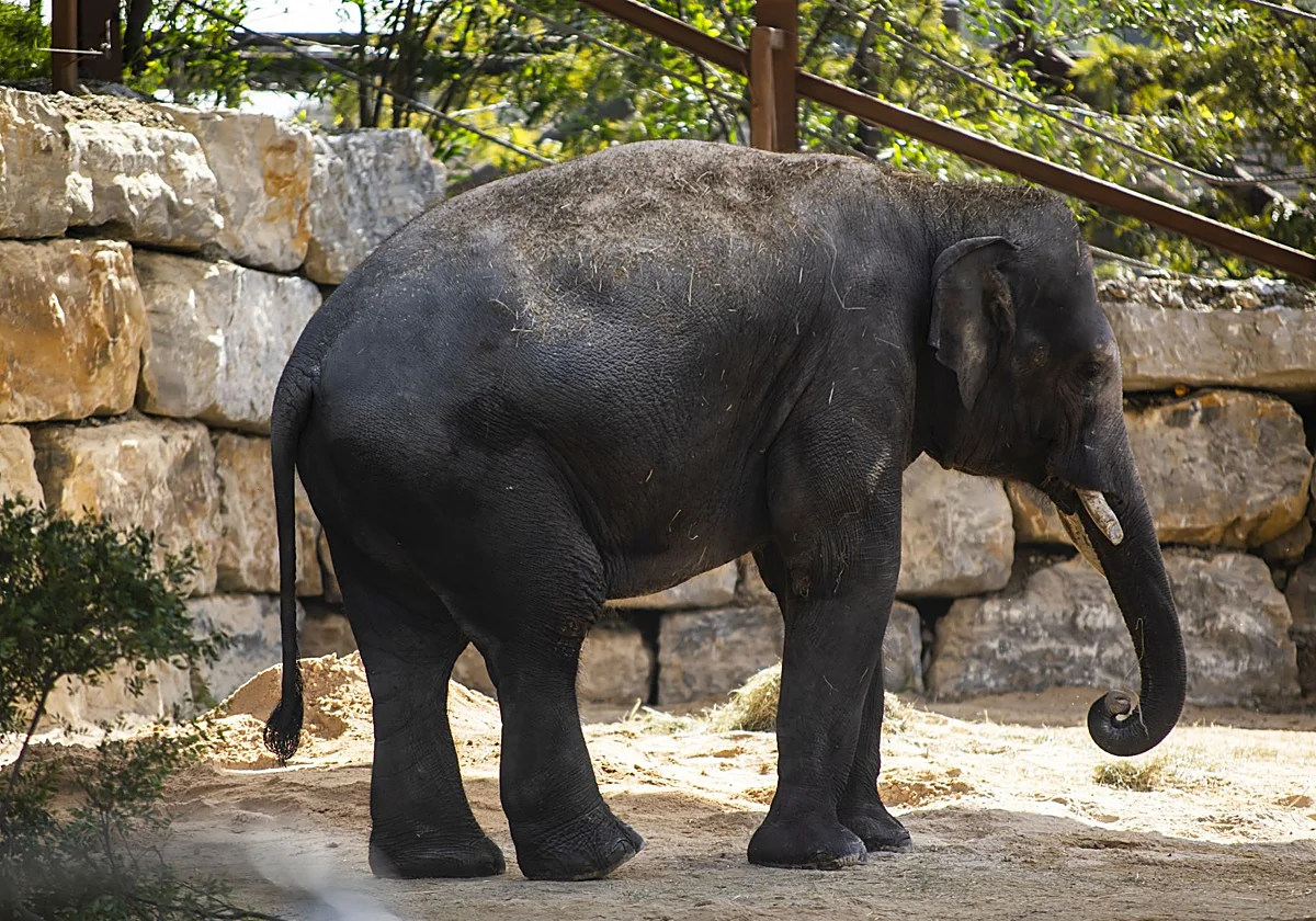 Los parques Selwo y el teleférico inician temporada a la espera de la llegada de un nuevo elefante
