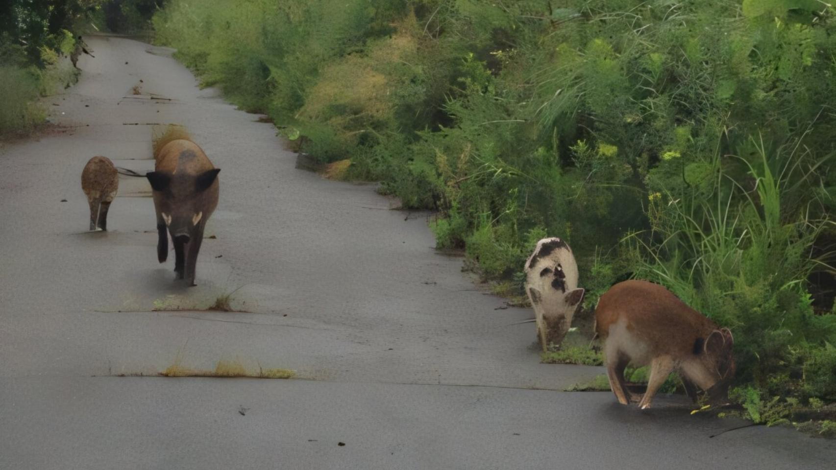 Híbridos de cerdo y jabalí escapan de la zona de exclusión nuclear de Fukushima con variantes genéticas insólitas