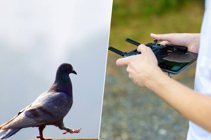 Las palomas mensajeras no son suficiente: una startup rusa ha hackeado sus cerebros para convertirlos en drones con alas