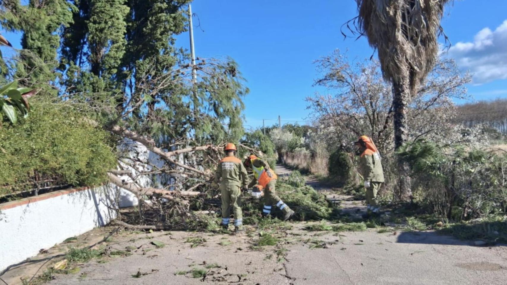 Muere un hombre de 92 años tras caerle un pino en Córdoba: bajó de su coche para ayudar a retirar otro árbol de la vía