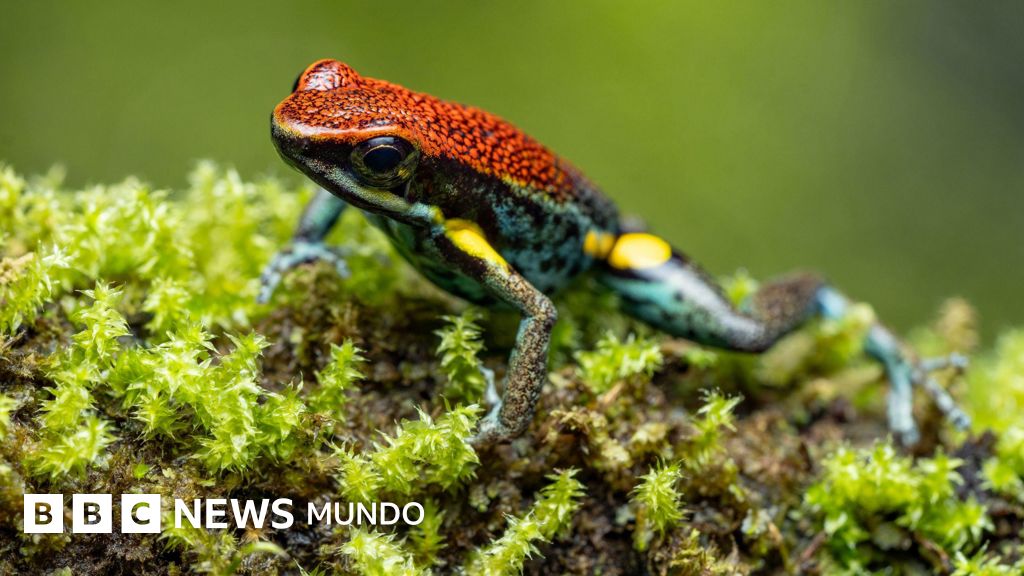 Qué efecto tiene la epibatidina, la toxina de la rana dardo ecuatoriana con la que acusan a Rusia de envenenar a Navalny