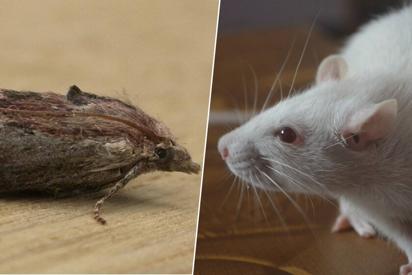 La ciencia llevaba años buscando alternativa a los ratones de laboratorio sin éxito. Hasta que encontró a las polillas
