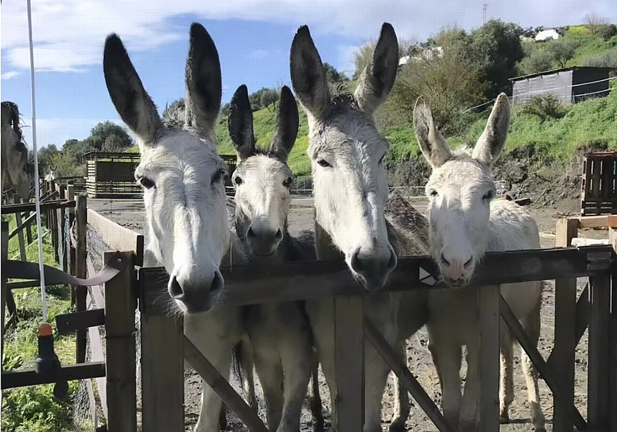 Mijas donkey sanctuary hosts special Mother’s Day celebration