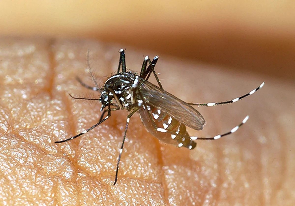 Malaga health: storms bring mosquito season forward