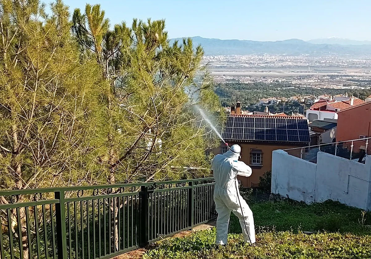 Alhaurín de la Torre comienza a fumigar para prevenir la procesionaria ante el aumento de las temperaturas
