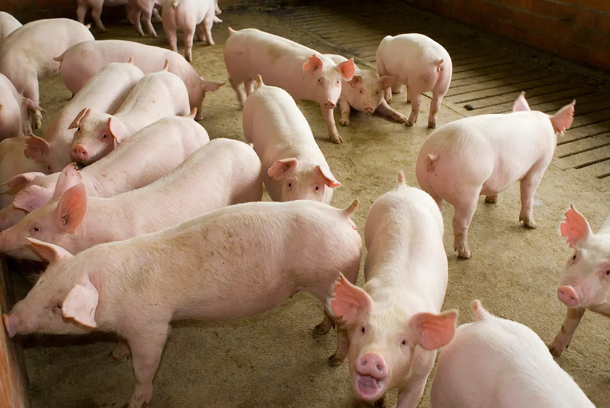 Peste porcina africana: el sector exige más medidas y la UE reforma la zonificación